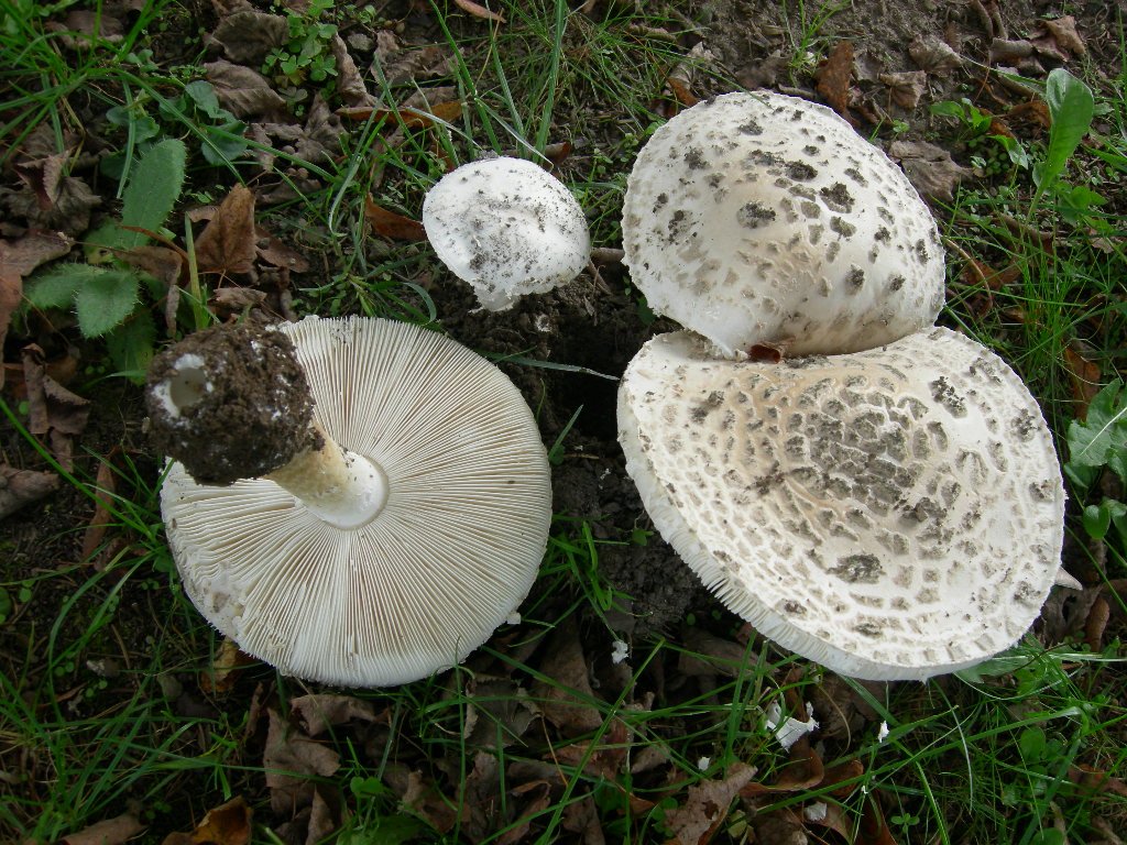 funghi a lamelle da determinare